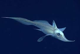 Attēlu rezultāti vaicājumam “Chimabachidae”