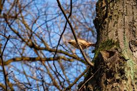 Attēlu rezultāti vaicājumam “Sitta europaea nest”