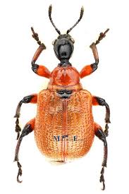 Attēlu rezultāti vaicājumam “Apoderus coryli”