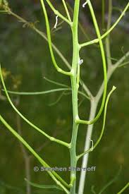Attēlu rezultāti vaicājumam “Sisymbrium altissimum leaf”
