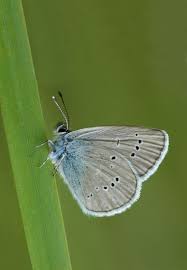 Attēlu rezultāti vaicājumam “Cyaniris semiargus male”