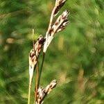 Attēlu rezultāti vaicājumam “Juncus squarrosus”