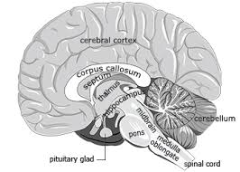 Image result for map of the brain