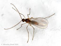 Attēlu rezultāti vaicājumam “Rabdophaga salicis”