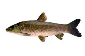 Image result for Mylopharyngodon piceus