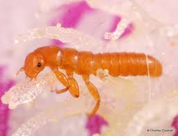 Attēlu rezultāti vaicājumam “Meloe sp. larva”