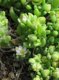 Attēlu rezultāti vaicājumam “Spergularia marina leaf”