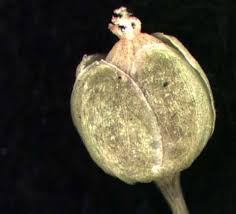 Attēlu rezultāti vaicājumam “Sagina procumbens leaf”