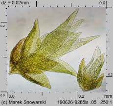 Attēlu rezultāti vaicājumam “Platygyrium repens”