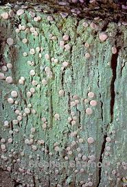 Attēlu rezultāti vaicājumam “Icmadophila ericetorum”