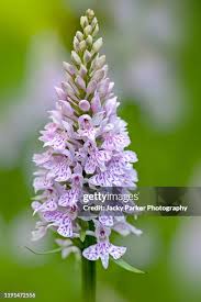 Attēlu rezultāti vaicājumam “Dactylorhiza fuchsii flower”