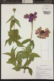 Image result for Zinnia violacea
