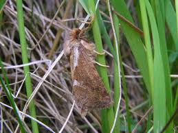 Attēlu rezultāti vaicājumam “Hepialus lupulinus”