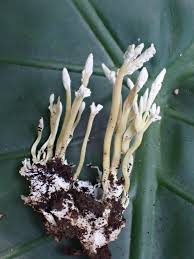 Attēlu rezultāti vaicājumam “Cordyceps farinosa”