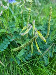 Attēlu rezultāti vaicājumam “Vicia sylvatica leaf”