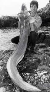 Image result for British Conger Club