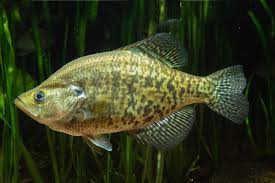 Image result for Pomoxis annularis