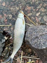 Image result for Coregonus lavaretus