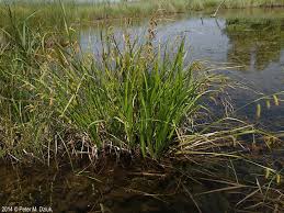 Attēlu rezultāti vaicājumam “Carex pseudocyperus female flower”