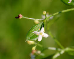 Attēlu rezultāti vaicājumam “Galium album bud”