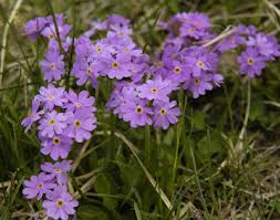 Attēlu rezultāti vaicājumam “Primula farinosa”