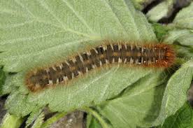 Attēlu rezultāti vaicājumam “Lasiocampa quercus”