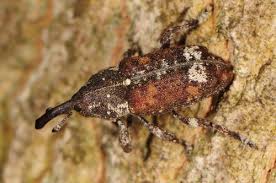 Attēlu rezultāti vaicājumam “Pissodes piniphilus”