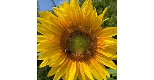 Image result for Sonnenblume