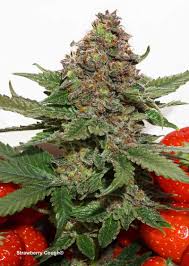 Attēlu rezultāti vaicājumam “Cannabis sativa fruit”