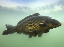 Image result for vissen