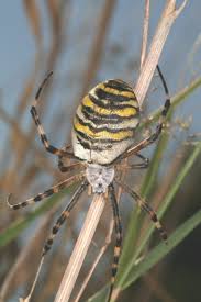 Attēlu rezultāti vaicājumam “Argiope bruennichi female”