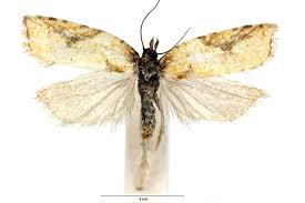 Attēlu rezultāti vaicājumam “Acleris aspersana”