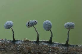 Attēlu rezultāti vaicājumam “Physarum straminipes”