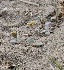 Attēlu rezultāti vaicājumam “Draba nemorosa fruit”