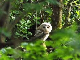 Attēlu rezultāti vaicājumam “Strix aluco juvenile”