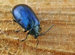 Attēlu rezultāti vaicājumam “Agelastica alni”