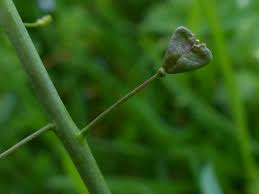 Attēlu rezultāti vaicājumam “Capsella bursa-pastoris bud”