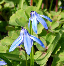 Attēlu rezultāti vaicājumam “Scilla siberica”