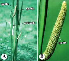 Image result for Acorus calamus