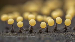 Attēlu rezultāti vaicājumam “Physarum braunianum young”