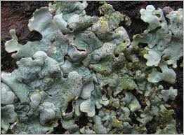 Attēlu rezultāti vaicājumam “Parmelina tiliacea”