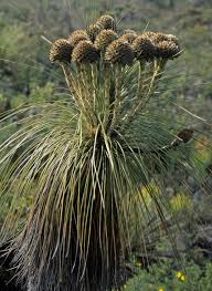 Attēlu rezultāti vaicājumam “Xanthorrhoeaceae”