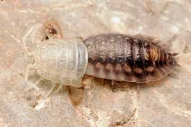 Attēlu rezultāti vaicājumam “Oniscus asellus”