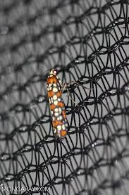 Attēlu rezultāti vaicājumam “Yponomeutidae”