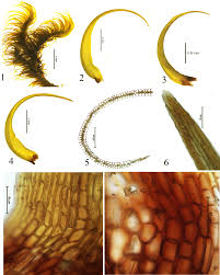 Attēlu rezultāti vaicājumam “Paraleucobryum longifolium”