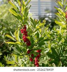 Attēlu rezultāti vaicājumam “Daphne mezereum fruit”
