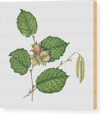 Attēlu rezultāti vaicājumam “Corylus avellana”