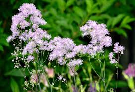 Attēlu rezultāti vaicājumam “Thalictrum aquilegifolium leaf”