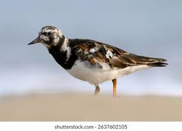 Attēlu rezultāti vaicājumam “Arenaria interpres adult”