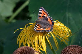 Attēlu rezultāti vaicājumam “Telekia speciosa flower”